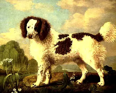 Brown and White Norfolk or Water Spaniel George Stubbs